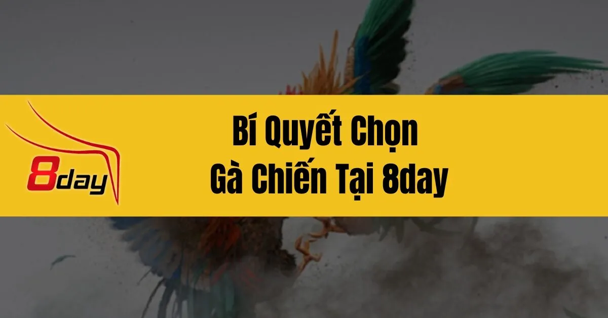 Bí Quyết Chọn Gà Chiến Tại 8day