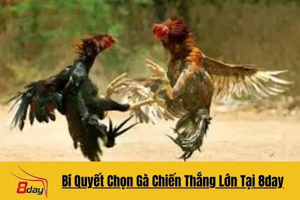 Bí Quyết Chọn Gà Chiến Tại 8day