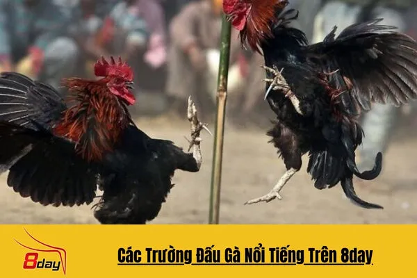 Các Trường Đấu Gà Nổi Tiếng Tại 8day