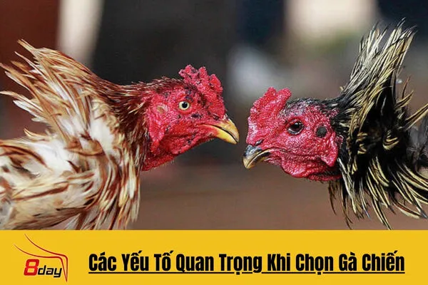 Bí Quyết Chọn Gà Chiến Tại 8day