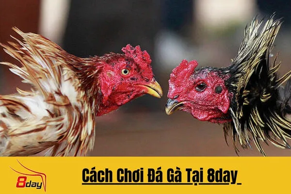 Hướng Dẫn Chơi Đá Gà Tại 8day