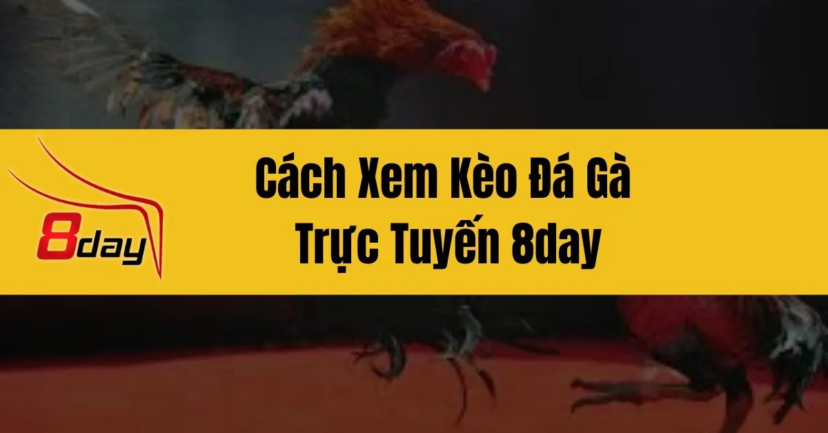 Cách Xem Kèo Đá Gà Trực Tuyến 8day