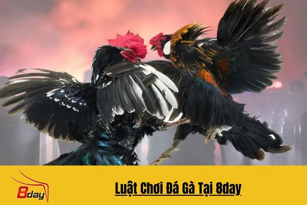 Luật Chơi Đá Gà Hiện Đại Tại 8day